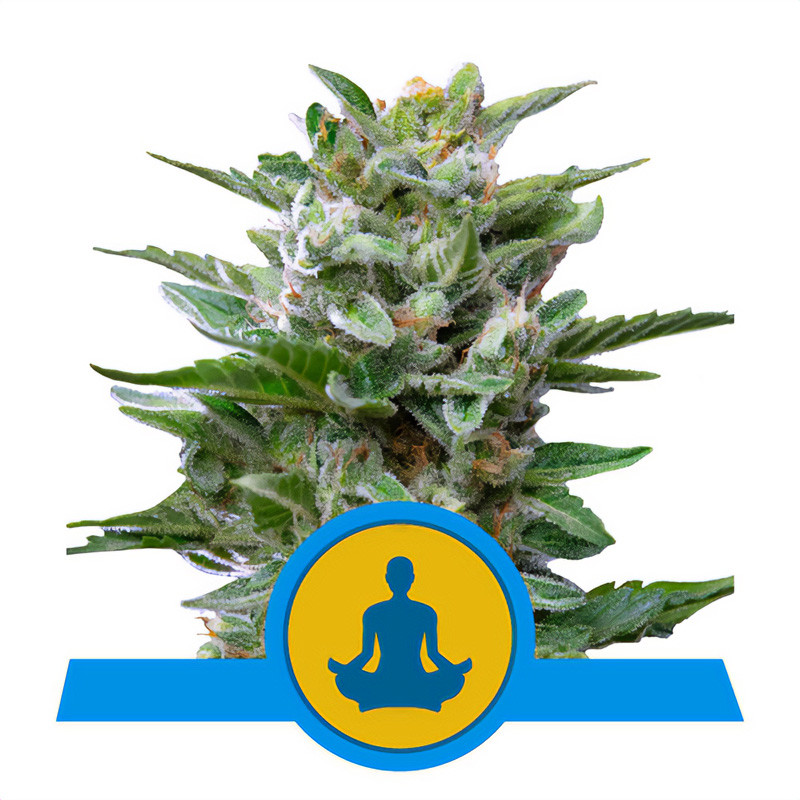 Stress Killer Auto Royal Queen Seeds Semi CBD cime resinose
