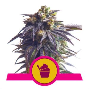 Sundae Driver Royal Queen Seeds Semi Femminizzati cime resinose