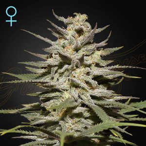 Super Lemon Haze CBD Green House Seeds Semi CBD cime resinose