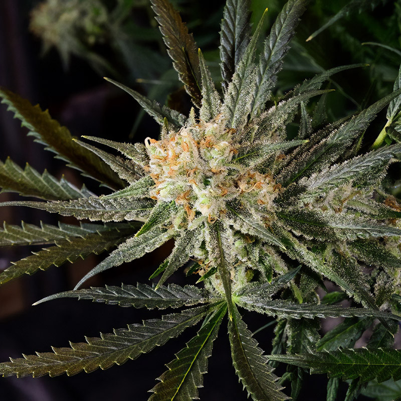 Super Lemon Haze - Green House Seeds - Semi Femminizzati, vista 2