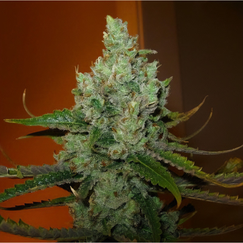 Super Lemon Haze - Green House Seeds - Semi Femminizzati, vista 3