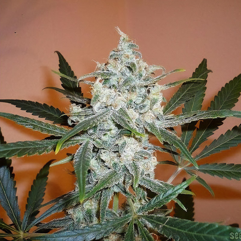 Super Lemon Haze - Green House Seeds - Semi Femminizzati, vista 4