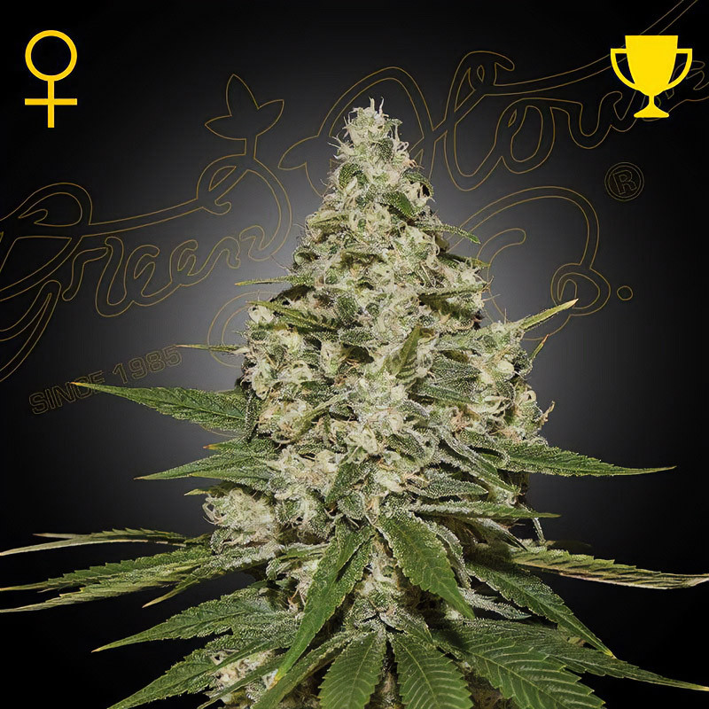 Super Lemon Haze Green House Seeds Semi Femminizzati cime resinose