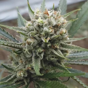 Super Lemon Haze Semi Femminizzati cime resinose