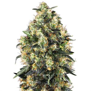 Super Skunk Auto Sensi Seeds Semi Autofiorenti cime resinose