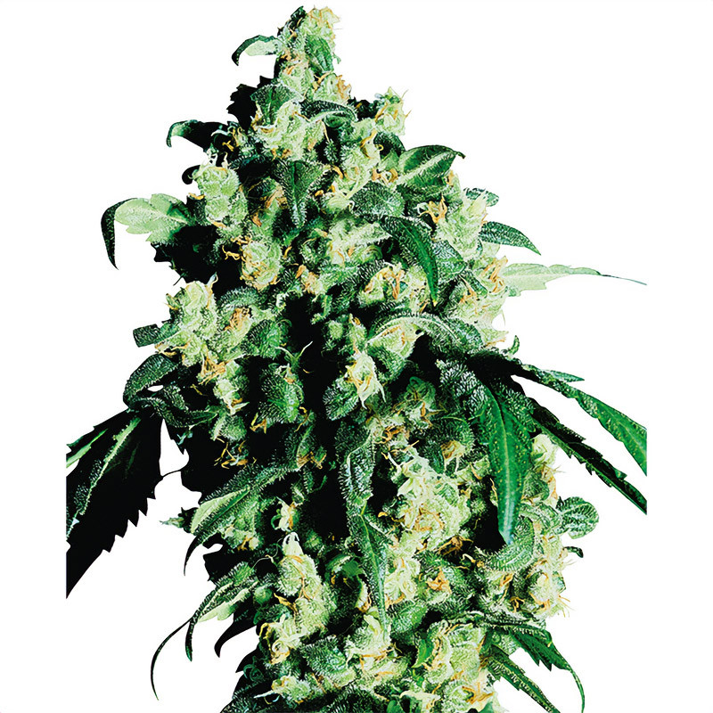 Super Skunk Sensi Seeds Semi Regolari pianta madre