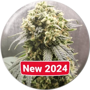 SuperFruit Medical Seeds Semi CBD cime resinose