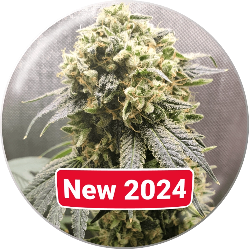 SuperFruit Medical Seeds Semi CBD cime resinose