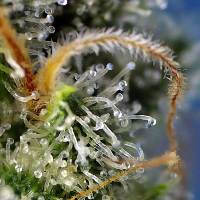 Sweet Amnesia Haze - Sweet Seeds - Semi Femminizzati, vista 3