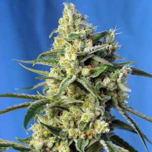 Sweet Amnesia Haze Sweet Seeds Semi Femminizzati cime resinose