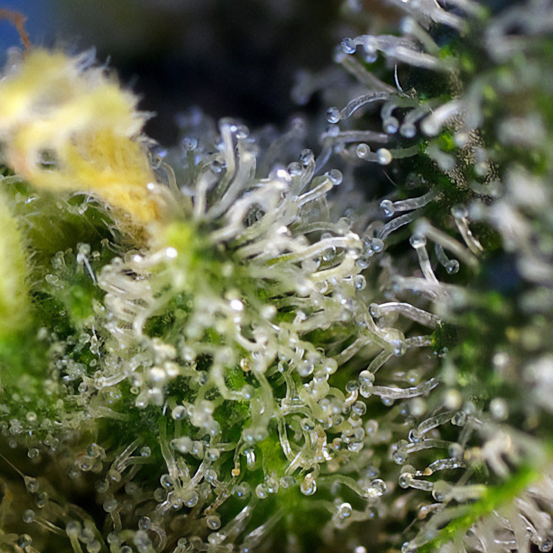 Sweet Amnesia Haze - Sweet Seeds - Semi Femminizzati, vista 4
