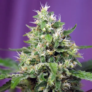 Sweet Amnesia Haze XL Auto Sweet Seeds Semi Autofiorenti cime resinose