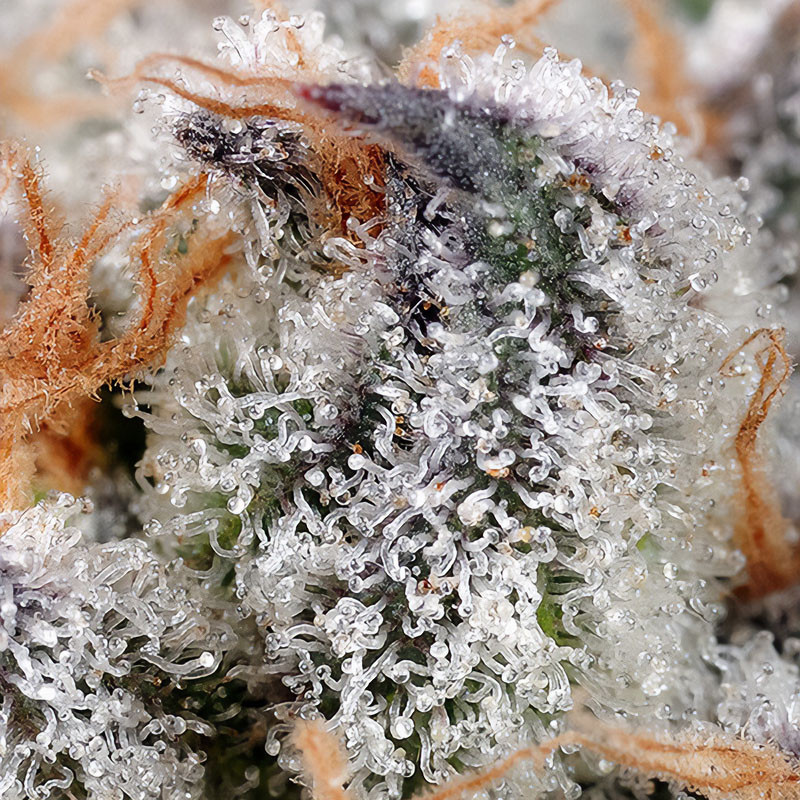 Sweet Cheese - Sweet Seeds - Semi Femminizzati, vista 3