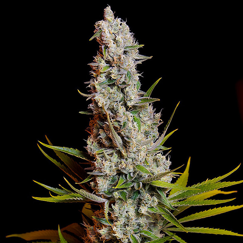 Sweet Cheese Sweet Seeds Semi Femminizzati cime dense