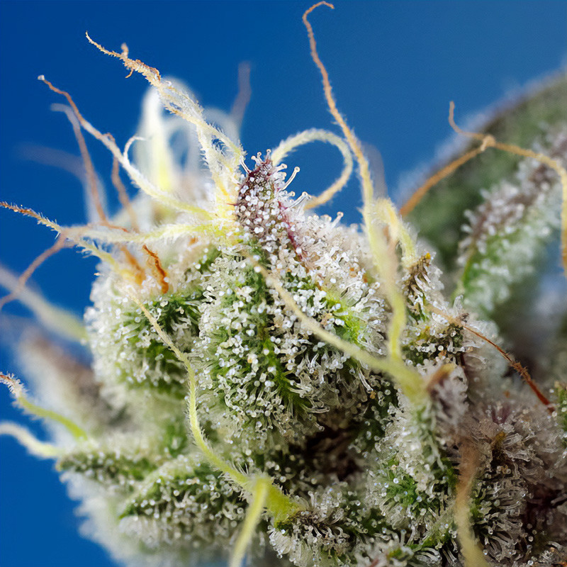 Sweet Cheese XL Auto - Sweet Seeds - Semi Autofiorenti, vista 3