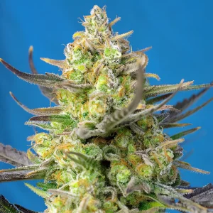 Sweet Cheese XL Auto Sweet Seeds Semi Autofiorenti cime resinose