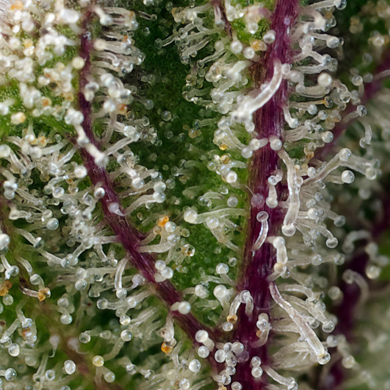 Sweet Cheese XL Auto - Sweet Seeds - Semi Autofiorenti, vista 4