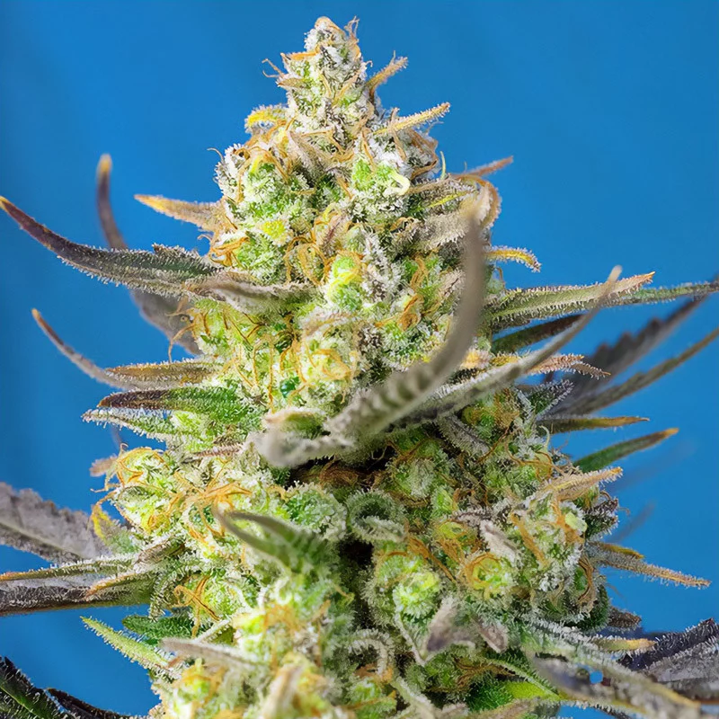 Sweet Cheese XL Auto Sweet Seeds Semi Autofiorenti cime resinose