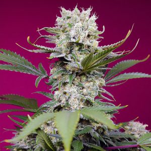 Sweet Mandarine Zkittlez XL Auto Sweet Seeds Semi Autofiorenti cime resinose