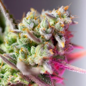 Sweet Mimosa XL Auto Sweet Seeds Semi Autofiorenti cime resinose