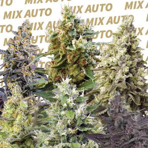 Sweet Mix Auto Sweet Seeds Semi Autofiorenti cime resinose