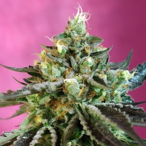 Sweet Nurse Auto Sweet Seeds Semi CBD cime dense