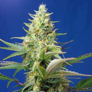 Sweet Pure Auto Sweet Seeds Semi CBD cime ricche di CBD