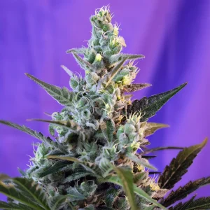 Sweet Skunk Auto Sweet Seeds Semi Autofiorenti cime resinose