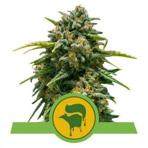 Sweet Skunk Automatic Royal Queen Seeds Semi Autofiorenti cime resinose