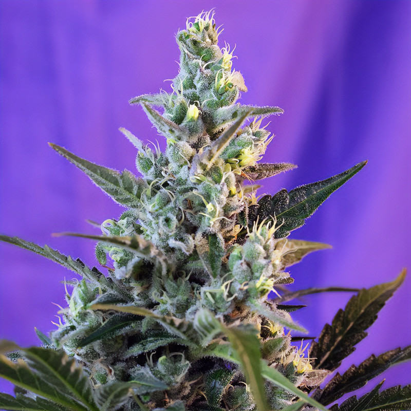 Sweet Skunk F1 Fast Version Sweet Seeds Semi Femminizzati cime dense