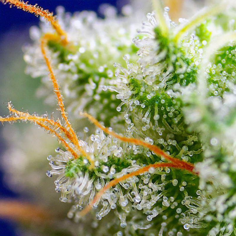 Sweet Zenzation - Sweet Seeds - Semi Femminizzati, vista 3