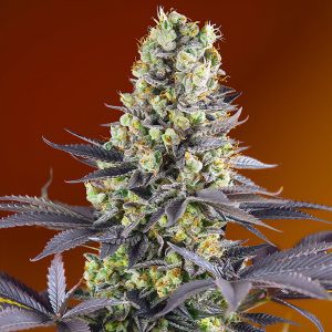 Sweet Zenzation Sweet Seeds Semi Femminizzati cime resinose