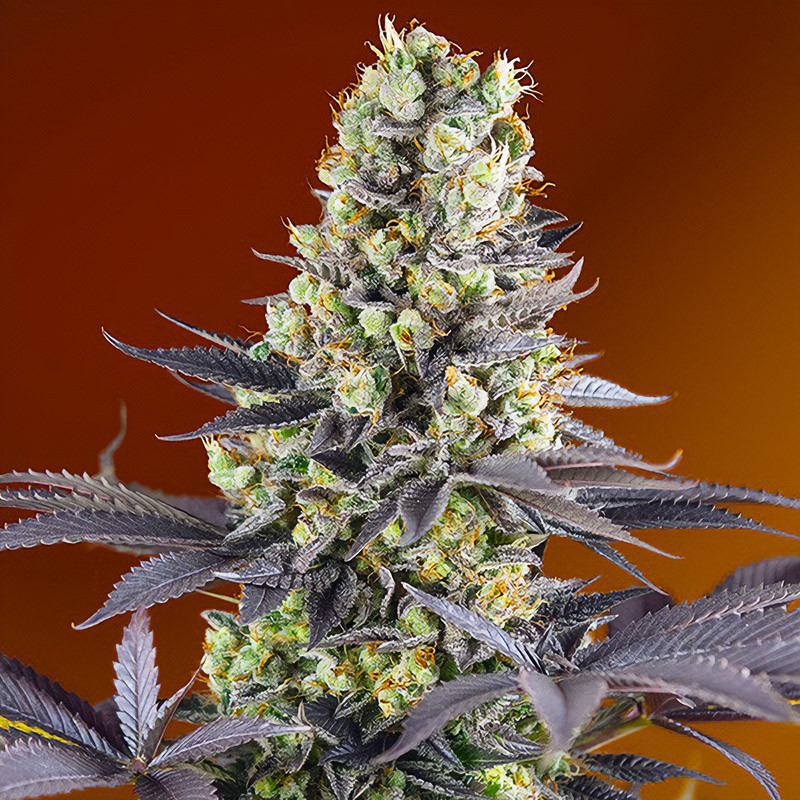 Sweet Zenzation Sweet Seeds Semi Femminizzati cime resinose