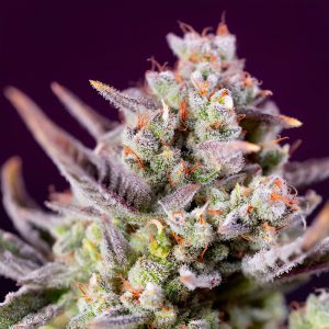 Sweet Zenzation XL Auto Sweet Seeds Semi Autofiorenti cime resinose