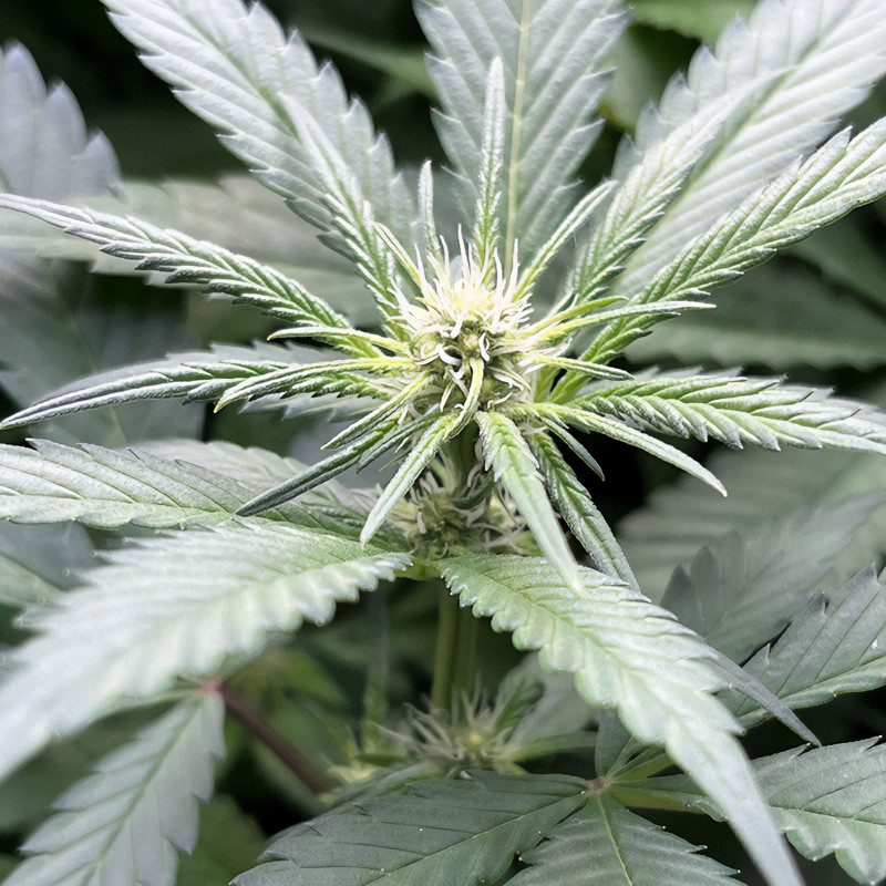 Sweet ZZ - Royal Queen Seeds - Semi Femminizzati, vista 2