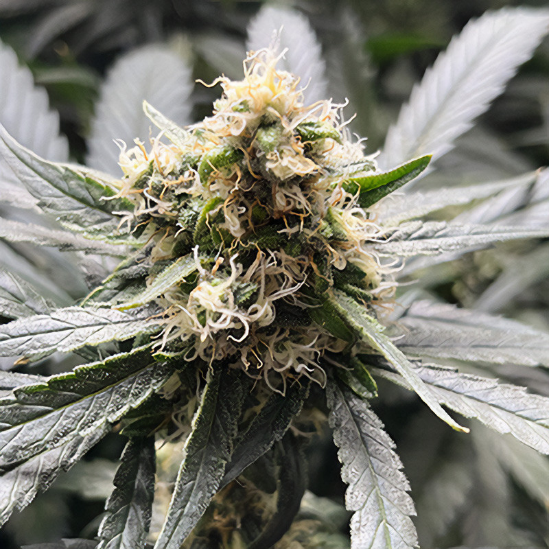 Sweet ZZ - Royal Queen Seeds - Semi Femminizzati, vista 3