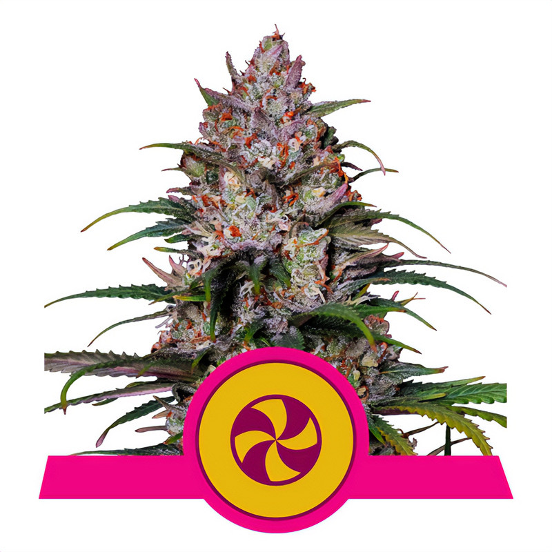 Sweet ZZ Royal Queen Seeds Semi Femminizzati cime resinose