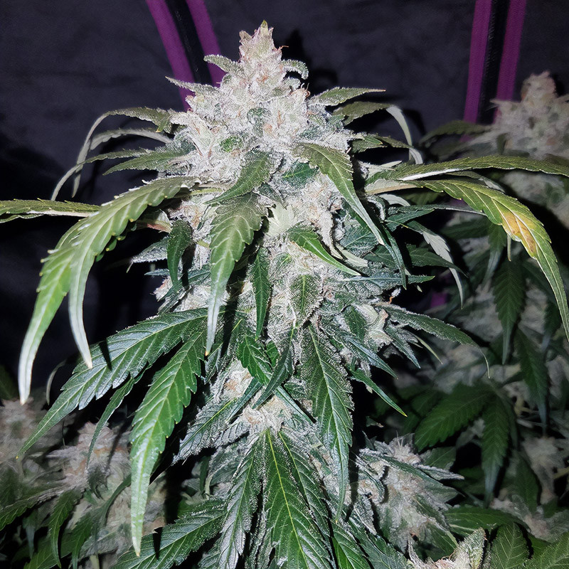 Tangie'matic Auto - FastBuds - Semi Autofiorenti, vista 2
