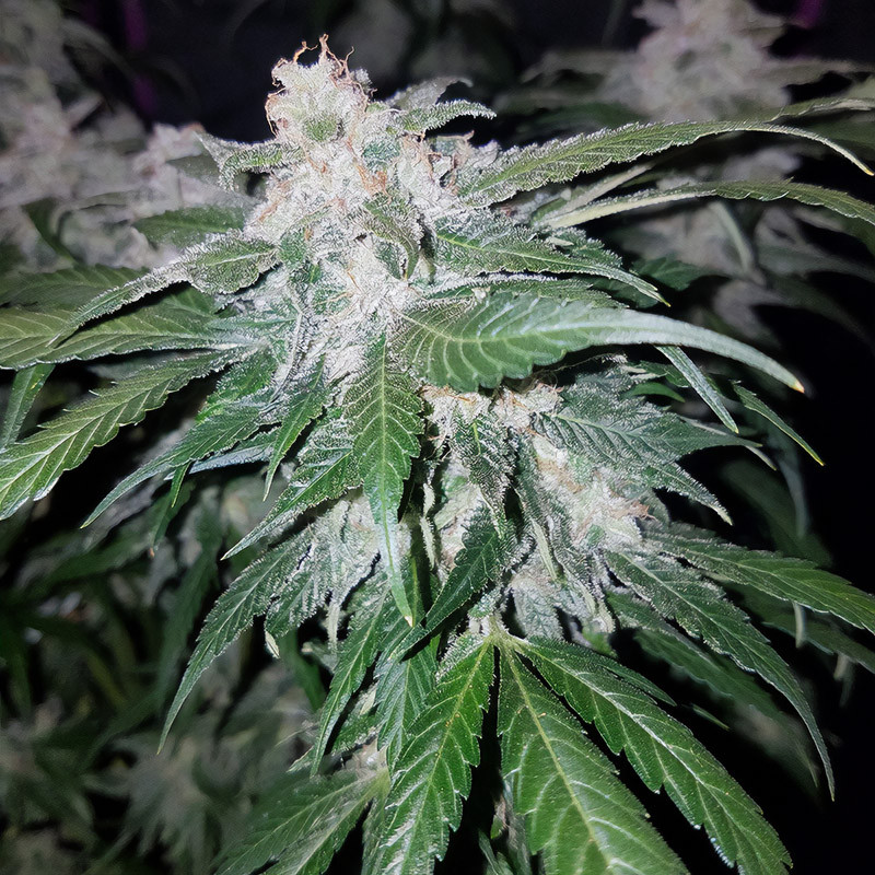 Tangie'matic Auto - FastBuds - Semi Autofiorenti, vista 3