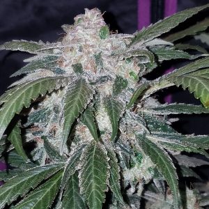 Tangie'matic Auto FastBuds Semi Autofiorenti cime resinose