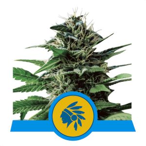 Tatanka Pure Royal Queen Seeds Semi CBD cime ricche di CBD
