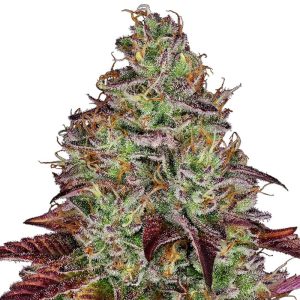 Tezla OG Sensi Seeds Semi Femminizzati cime resinose