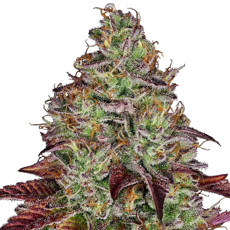 Tezla OG Sensi Seeds Semi Femminizzati cime resinose