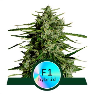 Titan F1 Royal Queen Seeds Semi Autofiorenti cime resinose
