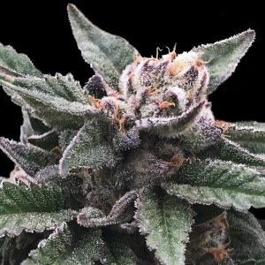 Triple Scoop DNA Genetics Semi Femminizzati cime resinose
