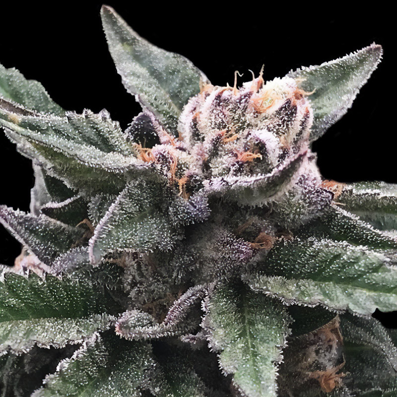 Triple Scoop DNA Genetics Semi Femminizzati cime resinose