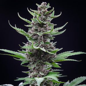 Tropicana Cookies Auto FastBuds Semi Autofiorenti cime resinose