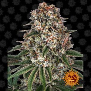 Tropicanna Banana Barney's Farm Semi Femminizzati cime resinose