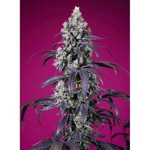 Tropicanna Cherry XL Auto Sweet Seeds Semi Autofiorenti cime resinose