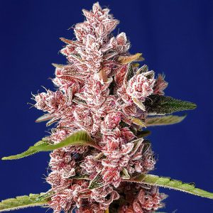 Tropicanna Poison F1 Fast Version Sweet Seeds Semi Femminizzati cime rosse